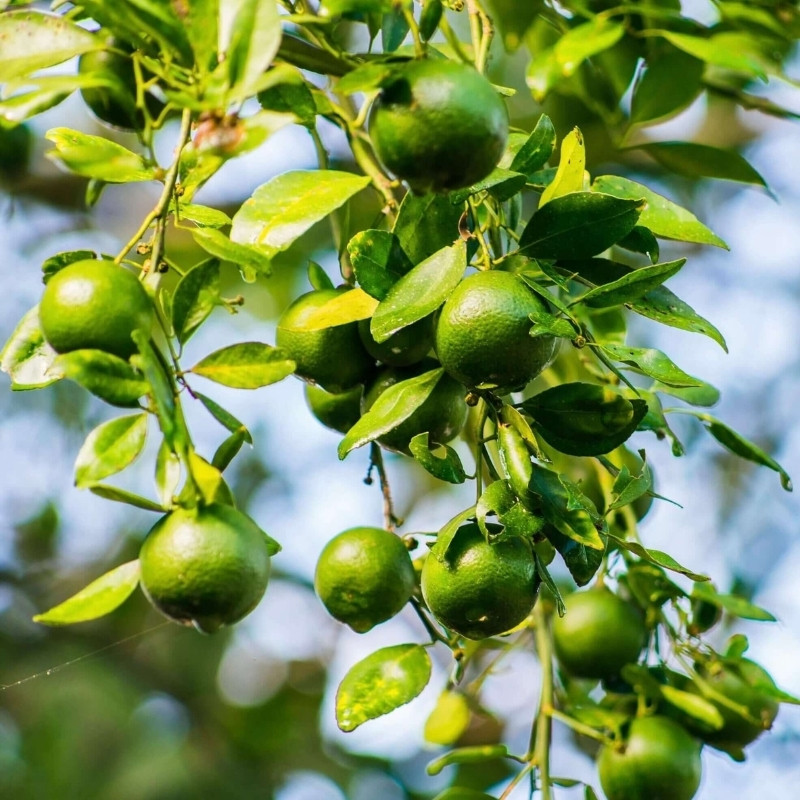 Lime, Citrus Aurantiifolia Seeds - 15