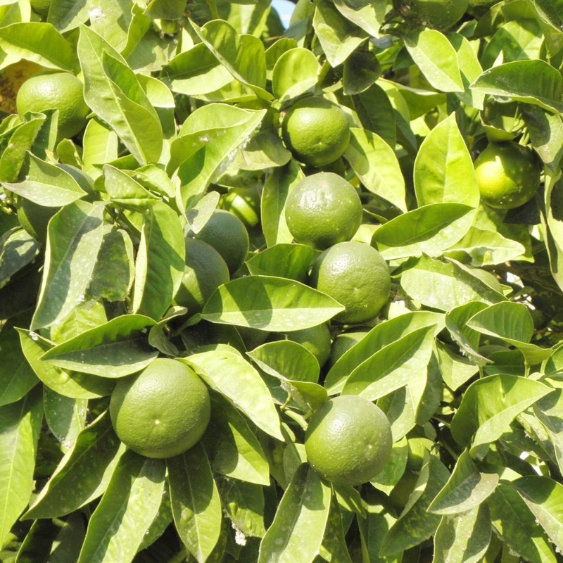 Lime, Citrus Aurantiifolia Seeds - 15