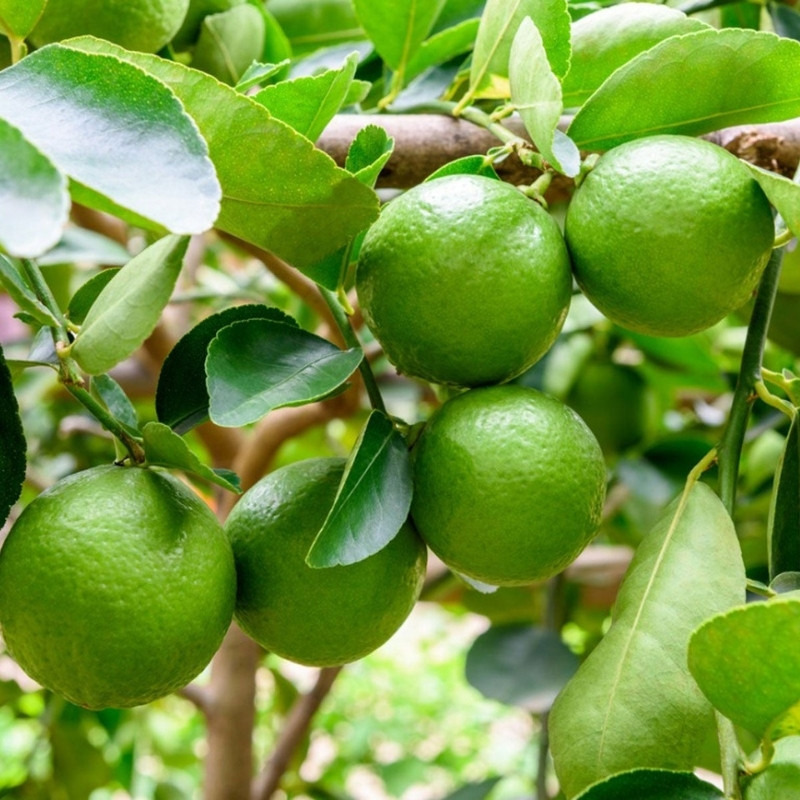Lime, Citrus Aurantiifolia Seeds - 15