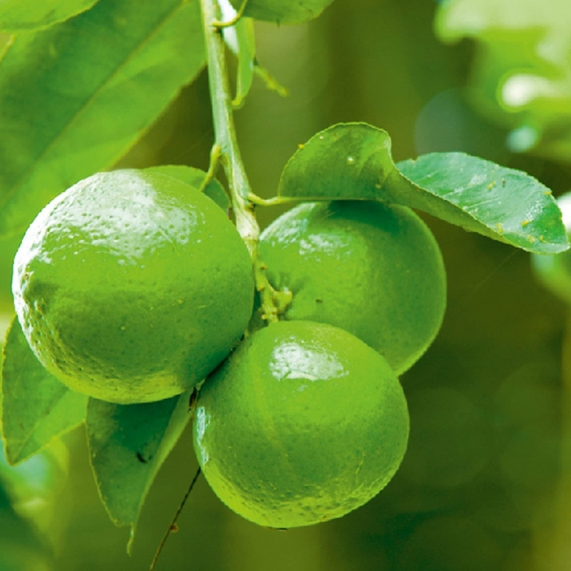 Lime, Citrus Aurantiifolia Seeds - 15