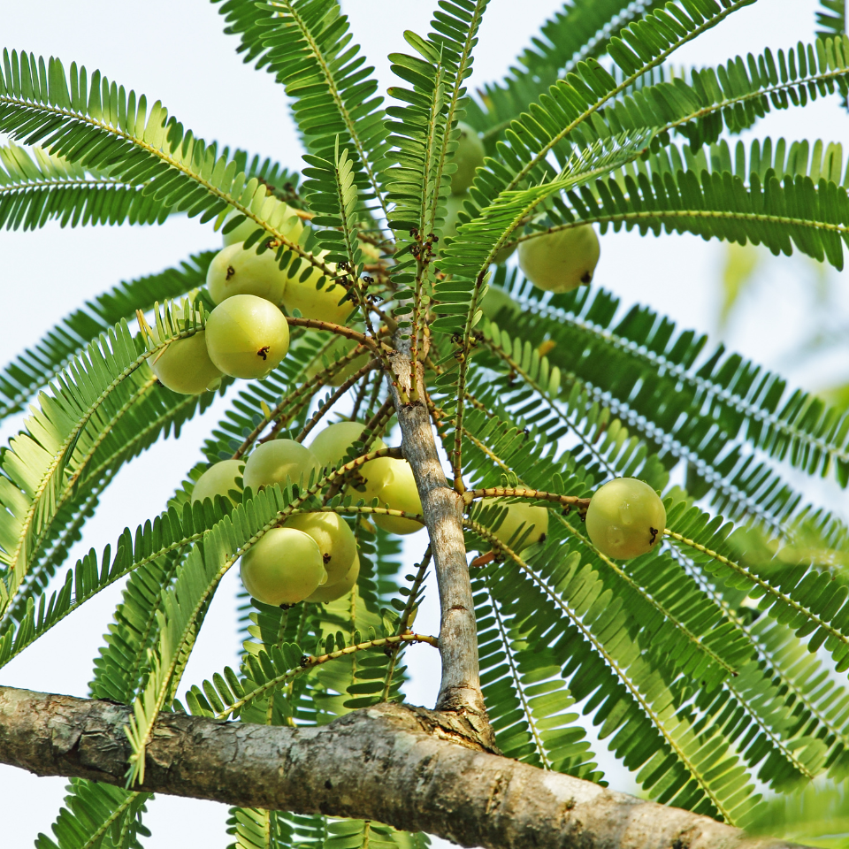 Phyllanthus Emblica, Amla, Indian Gooseberry seeds - 20