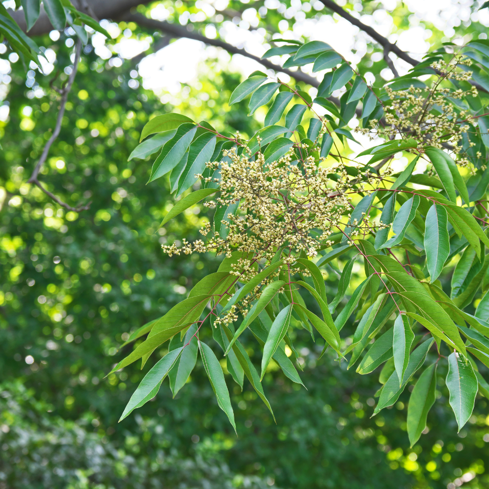 Sapindus Marginatus, Soap Nut seeds - 10