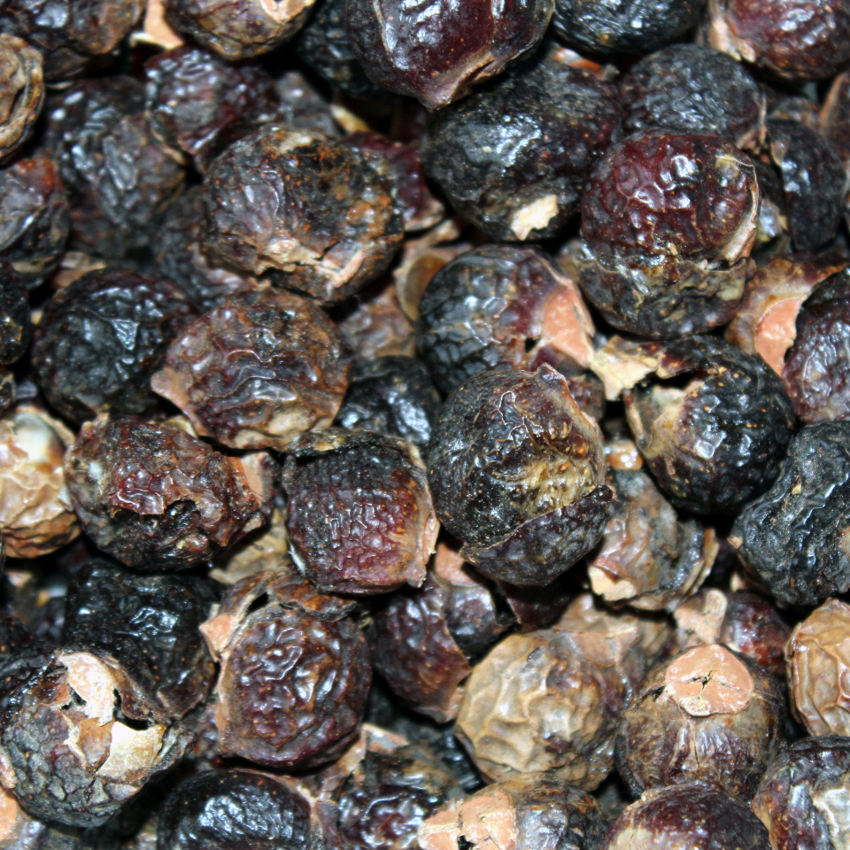 Sapindus Marginatus, Soap Nut seeds - 10