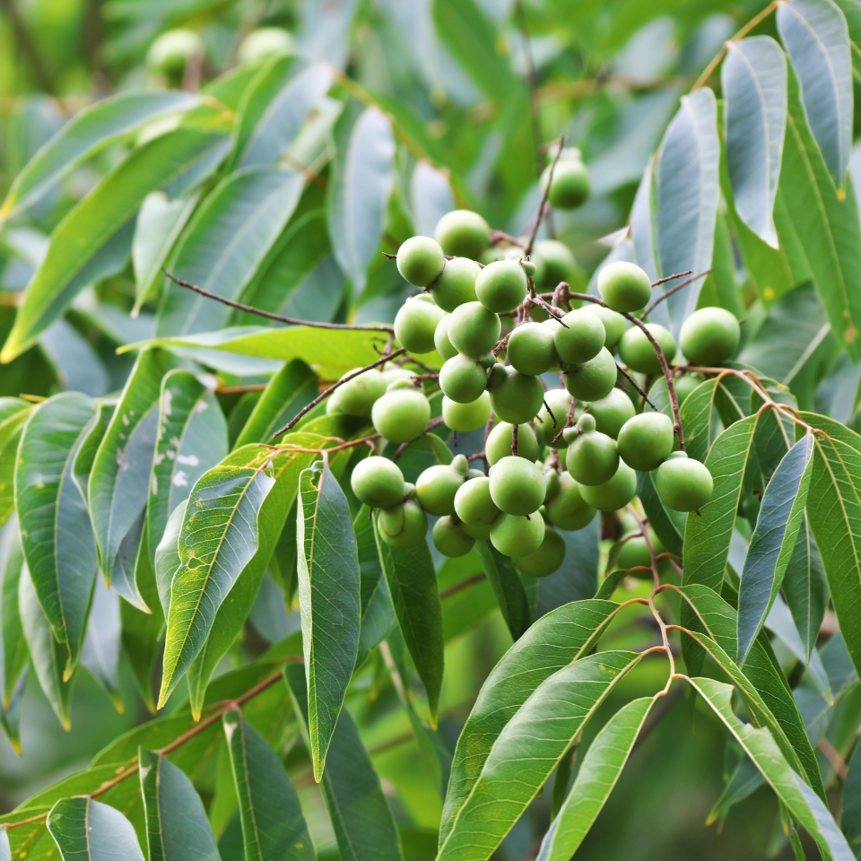 Sapindus Marginatus, Soap Nut seeds - 10