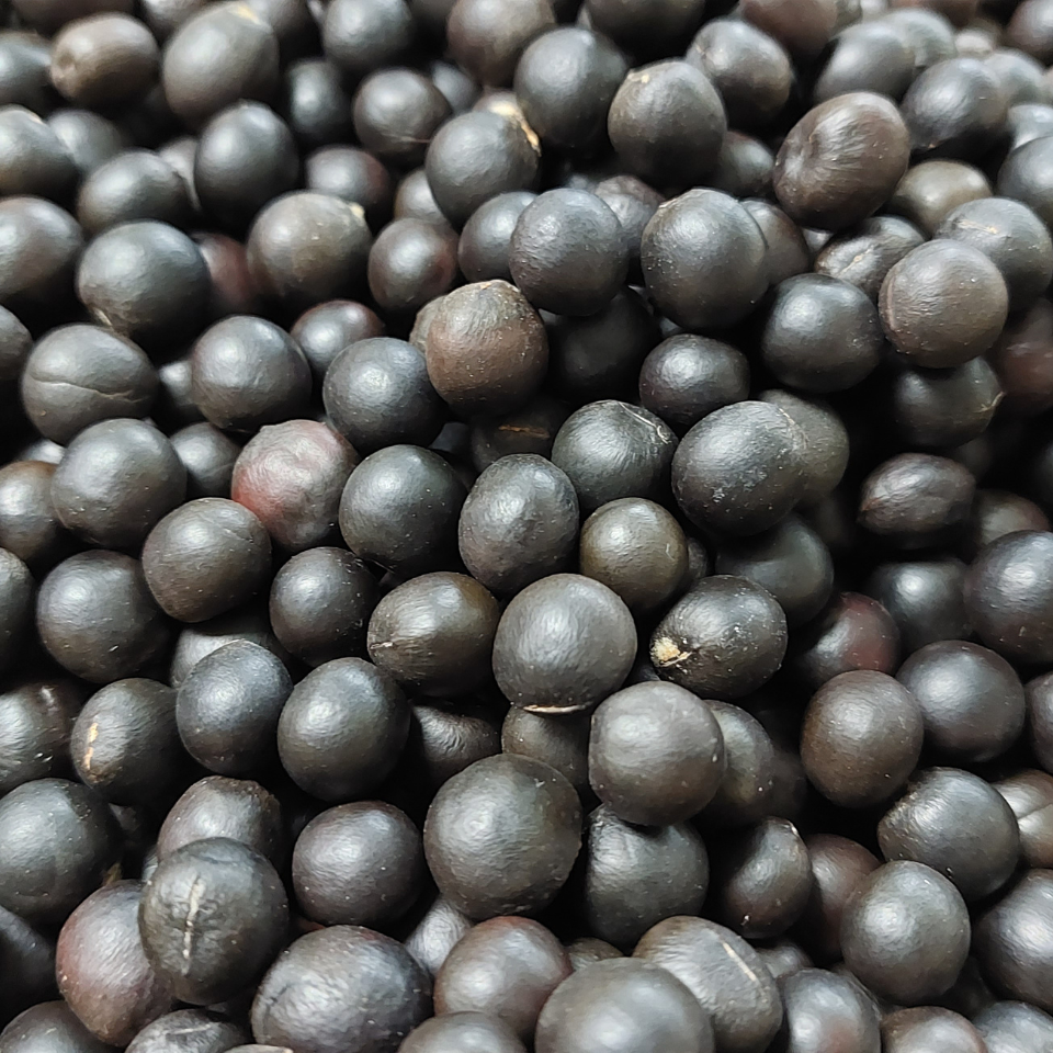 Sapindus Marginatus, Soap Nut seeds - 10