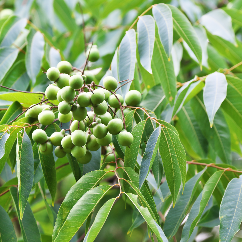 Sapindus Marginatus, Soap Nut seeds - 10