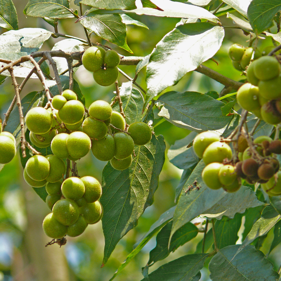 Sapindus Marginatus, Soap Nut seeds - 10
