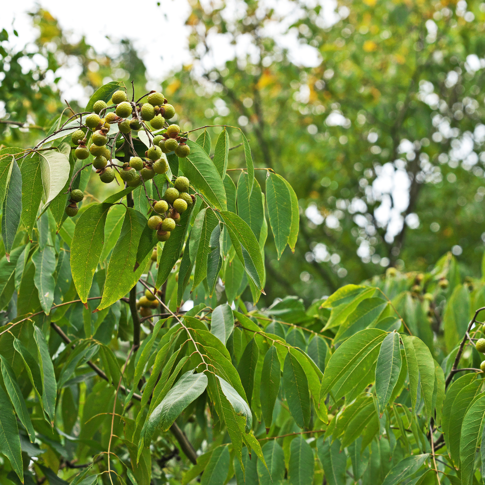 Sapindus Marginatus, Soap Nut seeds - 10