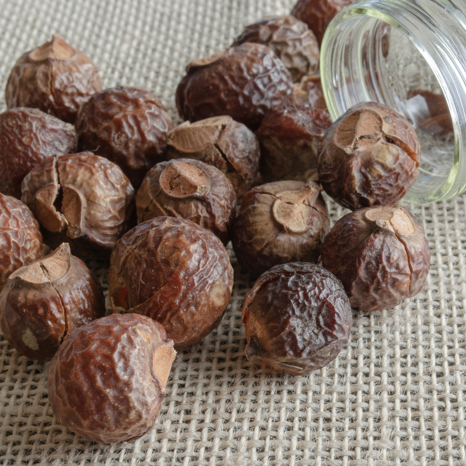 Sapindus Marginatus, Soap Nut seeds - 10
