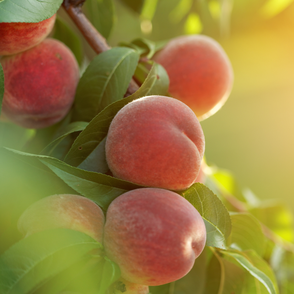 Himalayan Peach, Prunus Persica seeds - 10