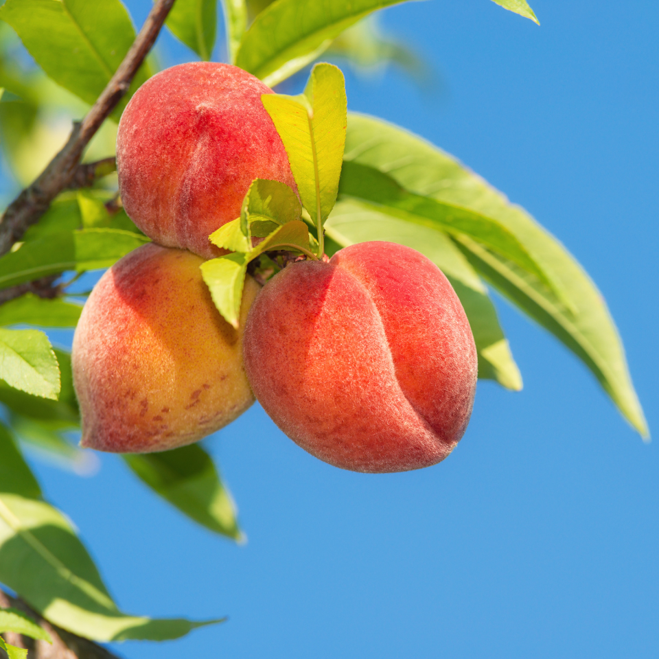 Himalayan Peach, Prunus Persica seeds - 5