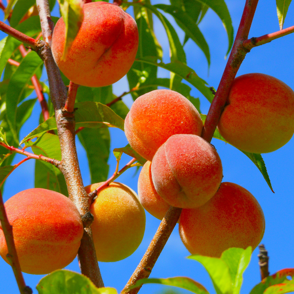 Himalayan Peach, Prunus Persica seeds - 5
