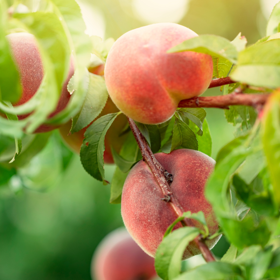 Himalayan Peach, Prunus Persica seeds - 5