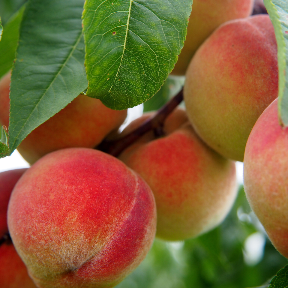 Himalayan Peach, Prunus Persica seeds - 5