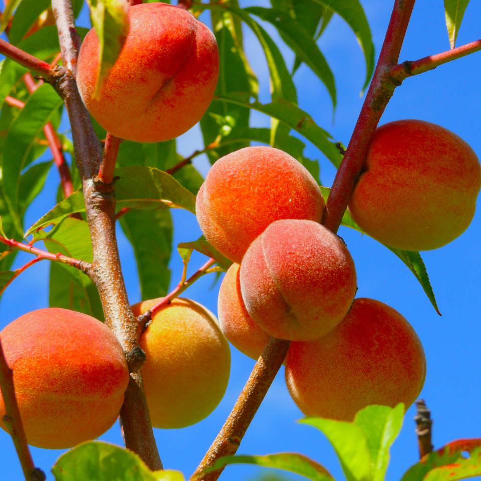 Himalayan Peach, Prunus Persica seeds - 5