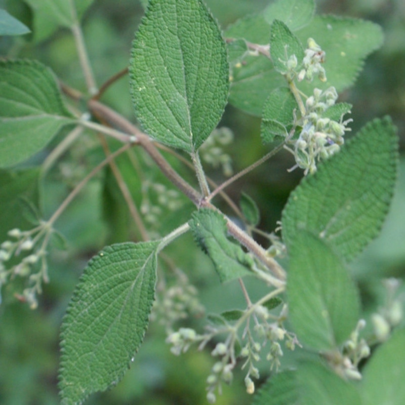 Isodon Rugosus Seeds - 50