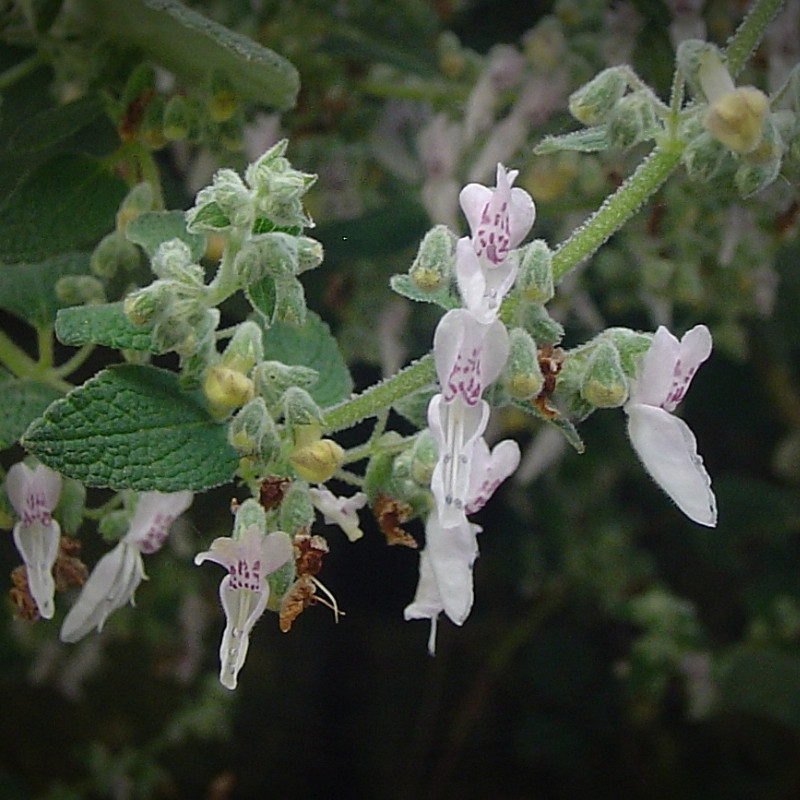 Isodon Rugosus Seeds - 50