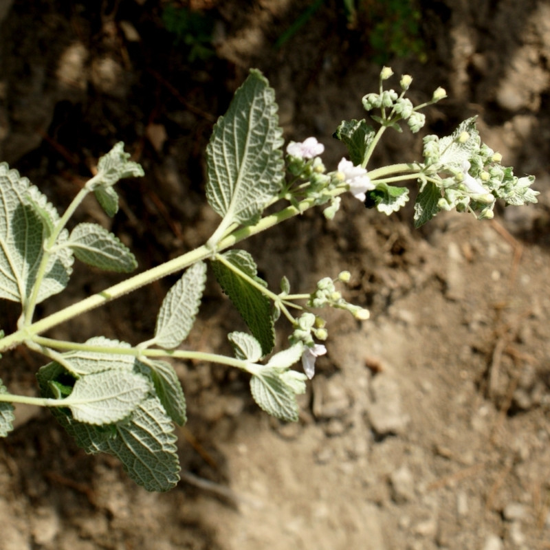 Isodon Rugosus Seeds - 50