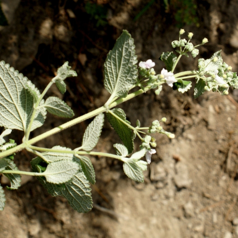 Isodon Rugosus Seeds - 50
