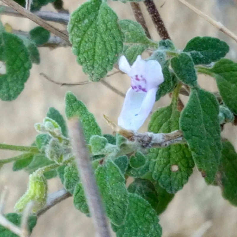 Isodon Rugosus Seeds - 50
