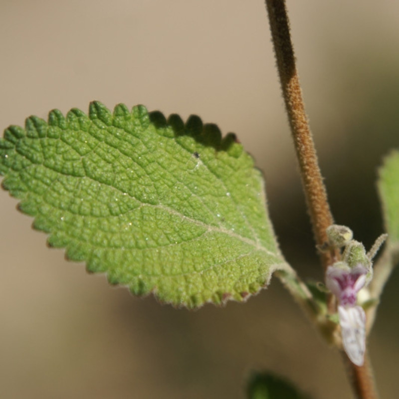 Isodon Rugosus Seeds - 50