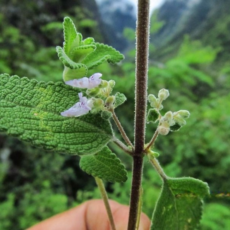 Isodon Rugosus Seeds - 50