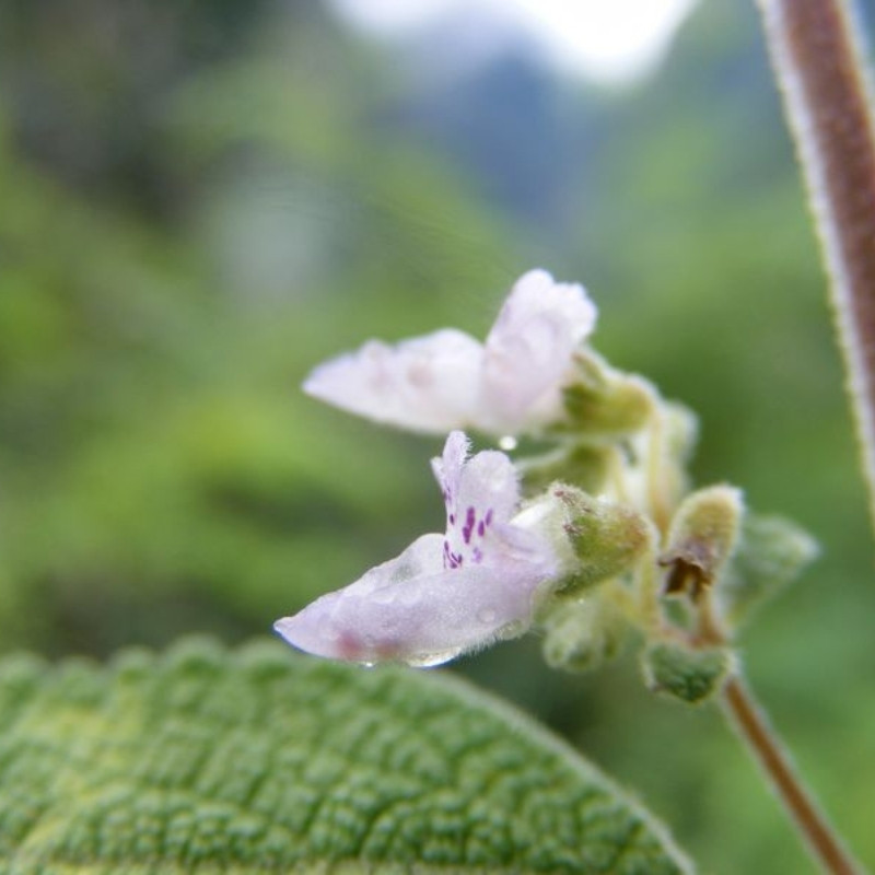 Isodon Rugosus Seeds - 50