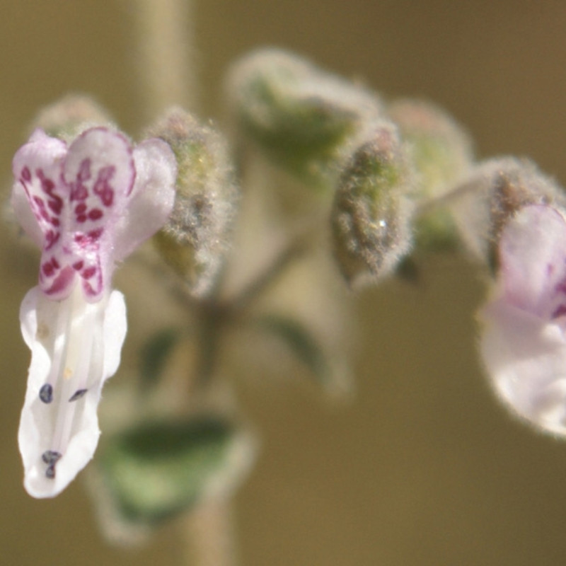 Isodon Rugosus Seeds - 50