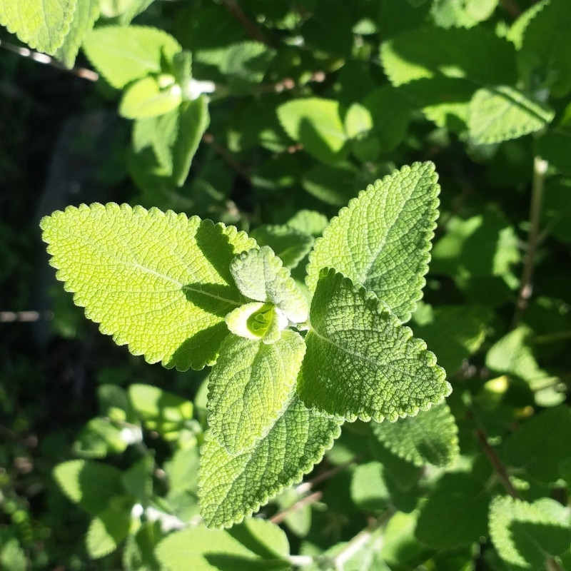 Isodon Rugosus Seeds - 50