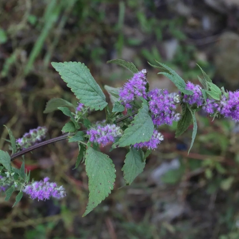 Elsholtzia Ciliata Seeds - 20