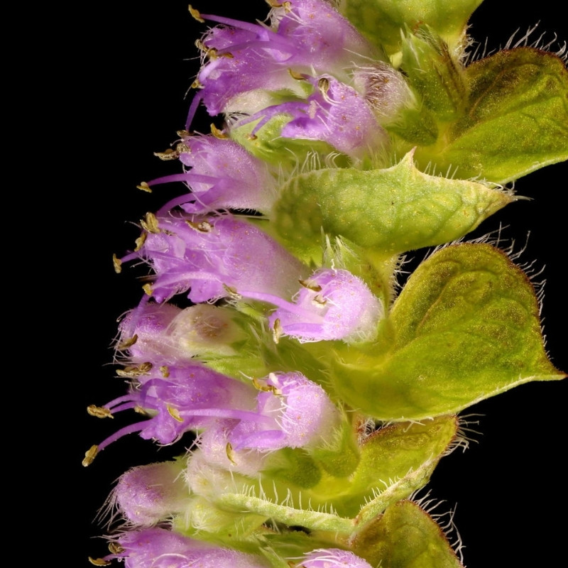 Elsholtzia Ciliata Seeds - 20