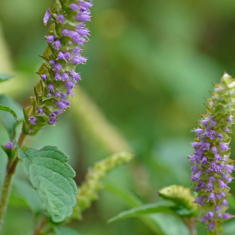 Elsholtzia Ciliata Seeds - 20