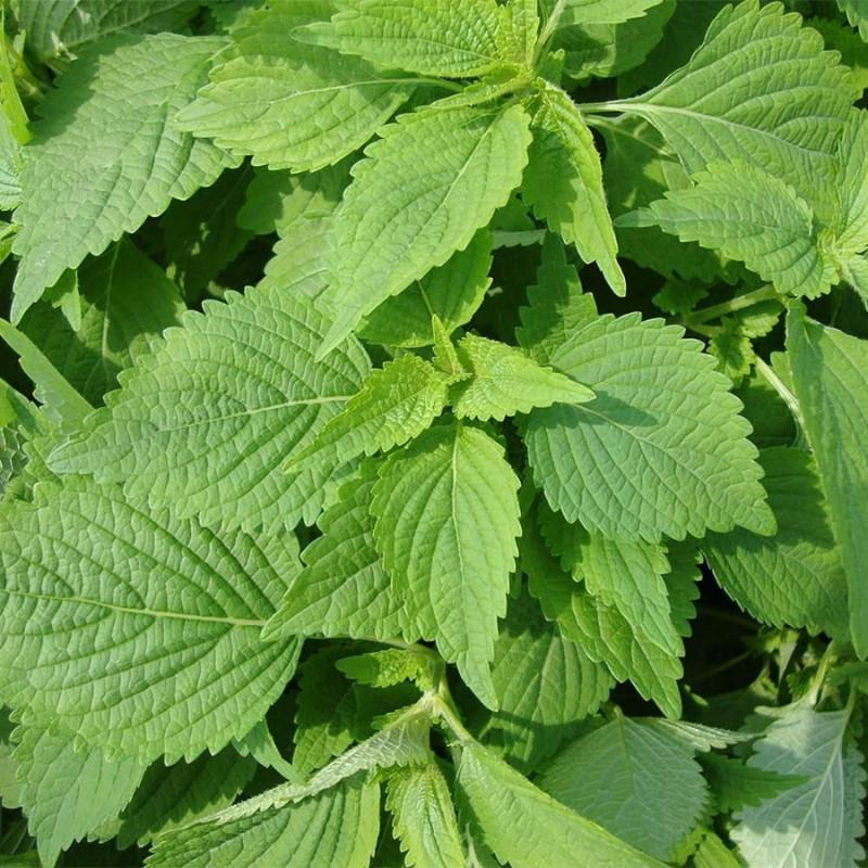 Elsholtzia Ciliata Seeds - 20