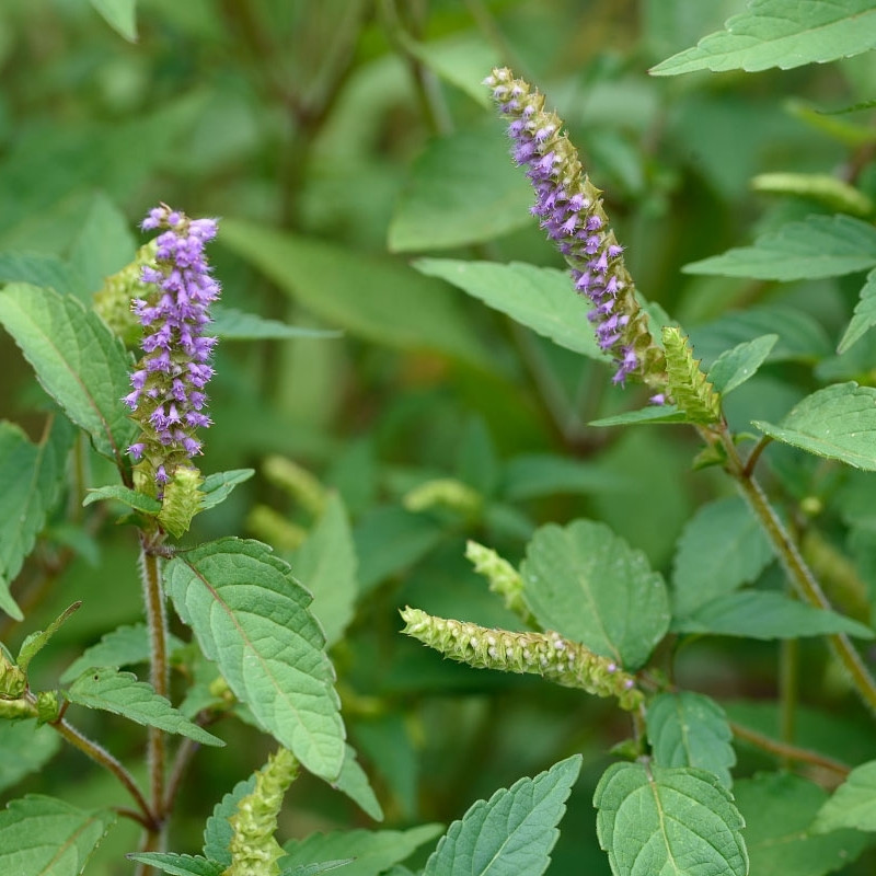 Elsholtzia Ciliata Seeds - 20