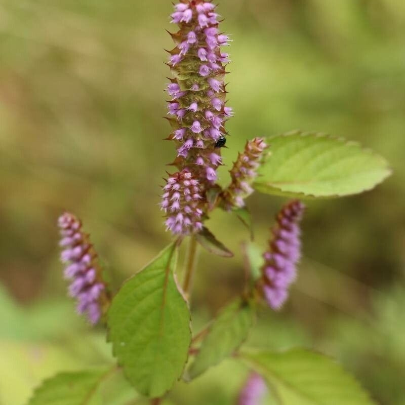 Elsholtzia Ciliata Seeds - 20