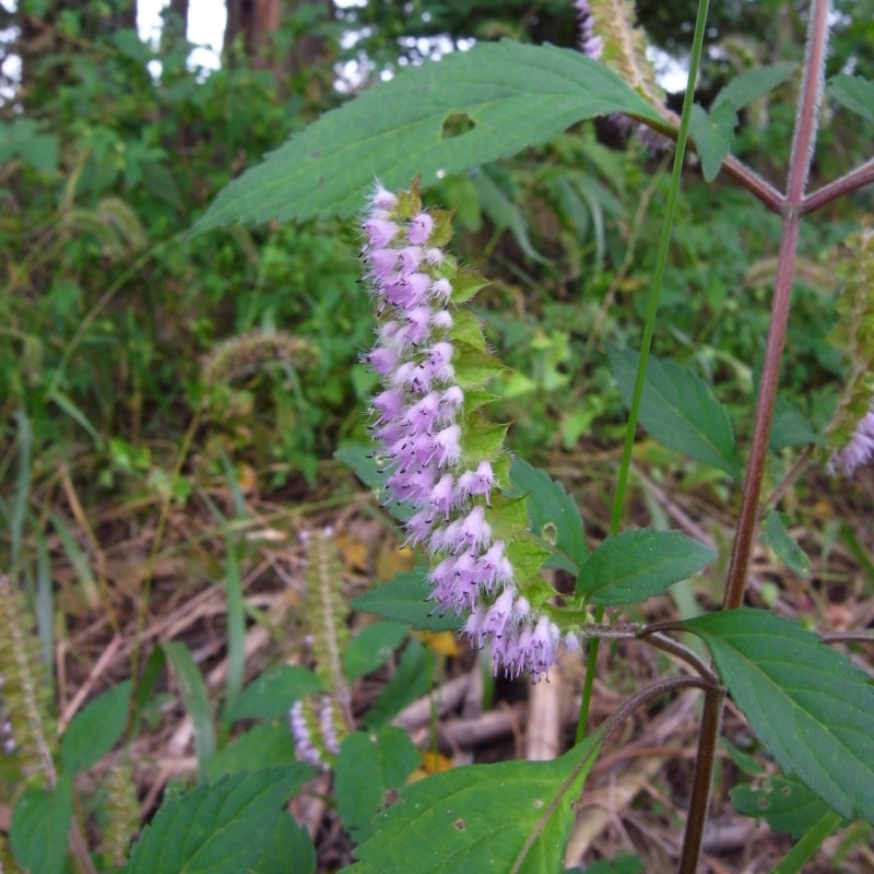 Elsholtzia Ciliata Seeds - 20
