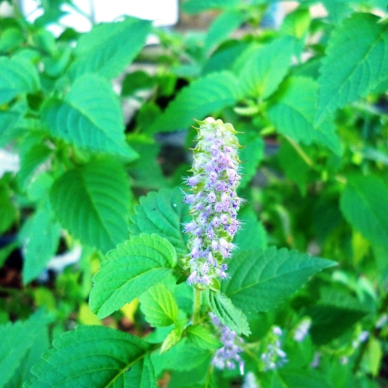 Elsholtzia Ciliata Seeds - 20