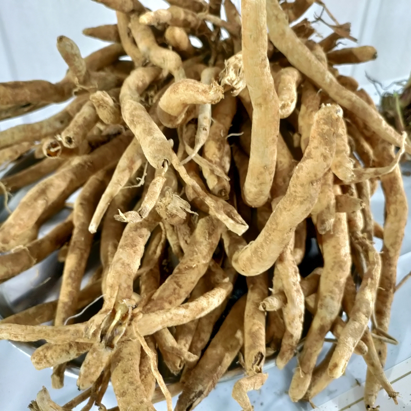 Satavar, Shatavari seeds - 20