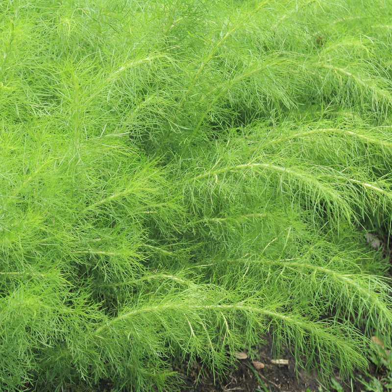 Satavar, Shatavari seeds - 20
