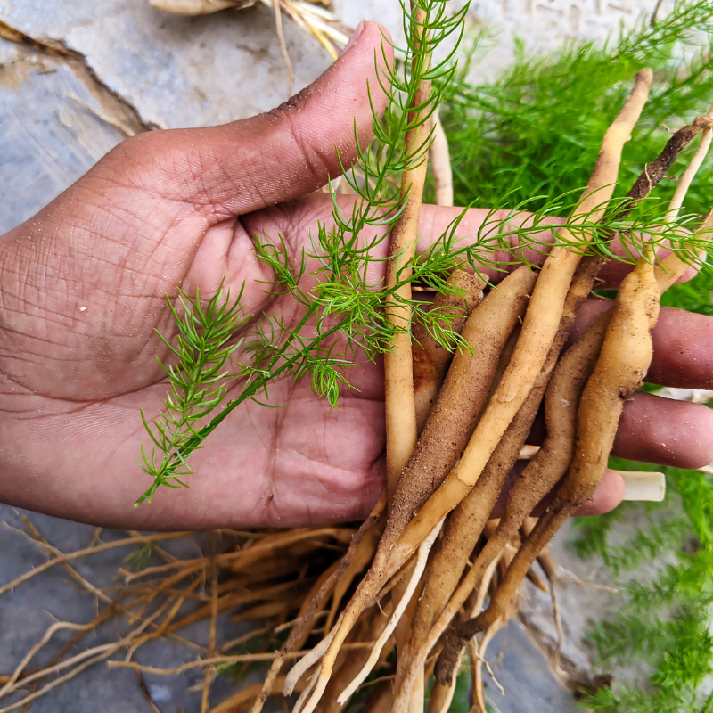 Satavar, Shatavari seeds - 20