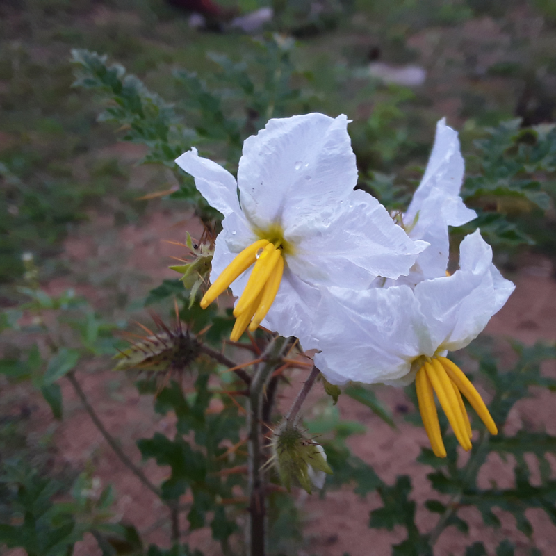 Kantakari, Solanum xanthocarpum seeds - 20