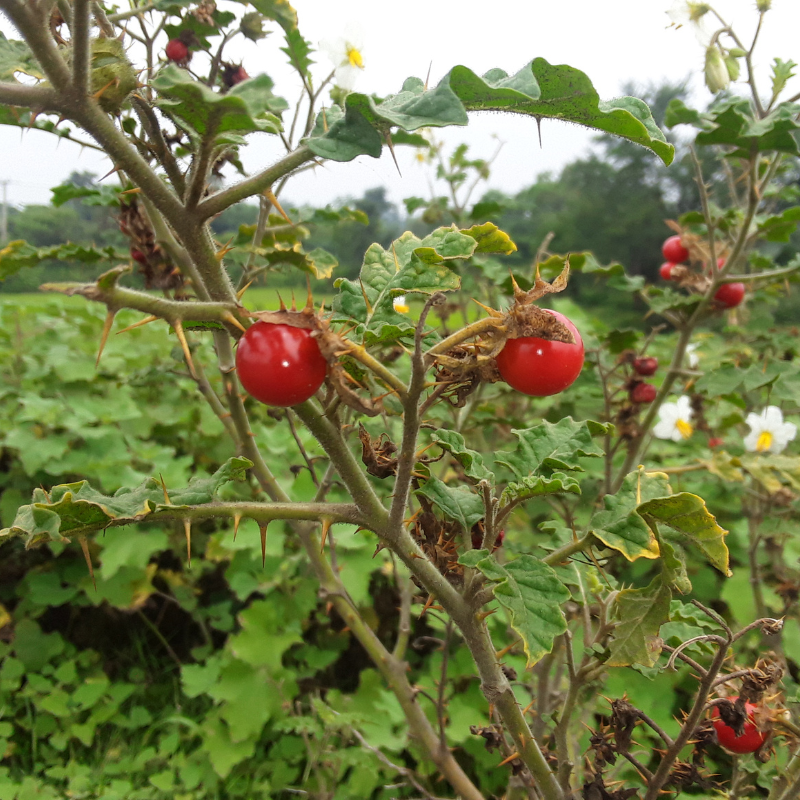 Kantakari, Solanum xanthocarpum seeds - 20
