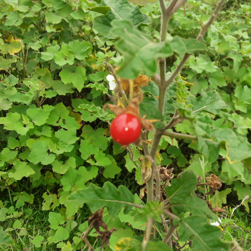 Kantakari, Solanum xanthocarpum seeds - 20