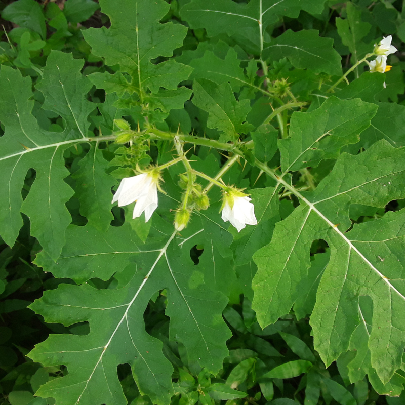 Kantakari, Solanum xanthocarpum seeds - 20