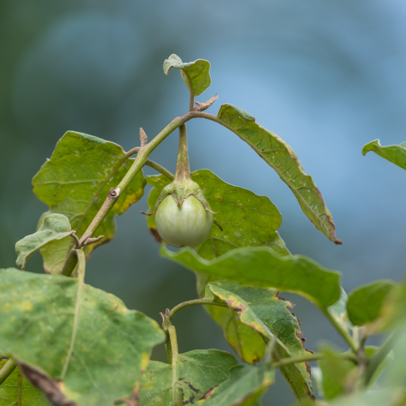 Kantakari, Solanum xanthocarpum seeds - 20