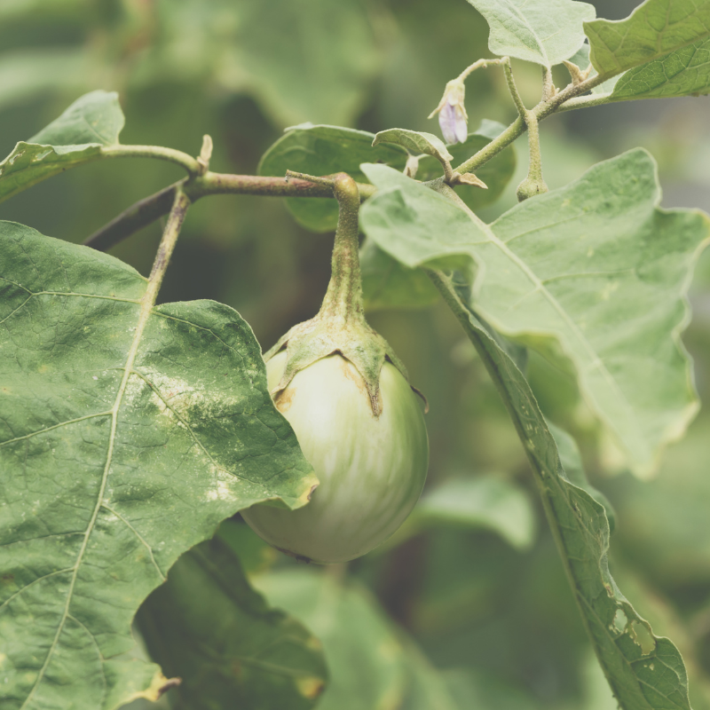 Kantakari, Solanum xanthocarpum seeds - 20
