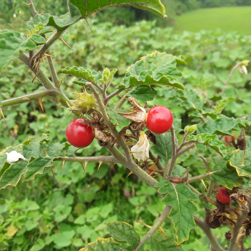 Kantakari, Solanum xanthocarpum seeds - 20