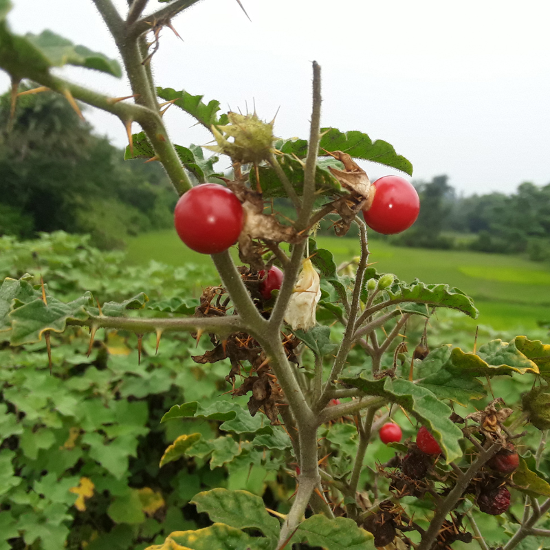 Kantakari, Solanum xanthocarpum seeds - 20