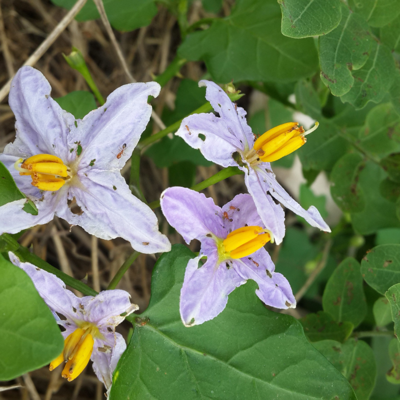 Solanum Trilobatum, Purple Fruited Pea Eggplant seeds - 15