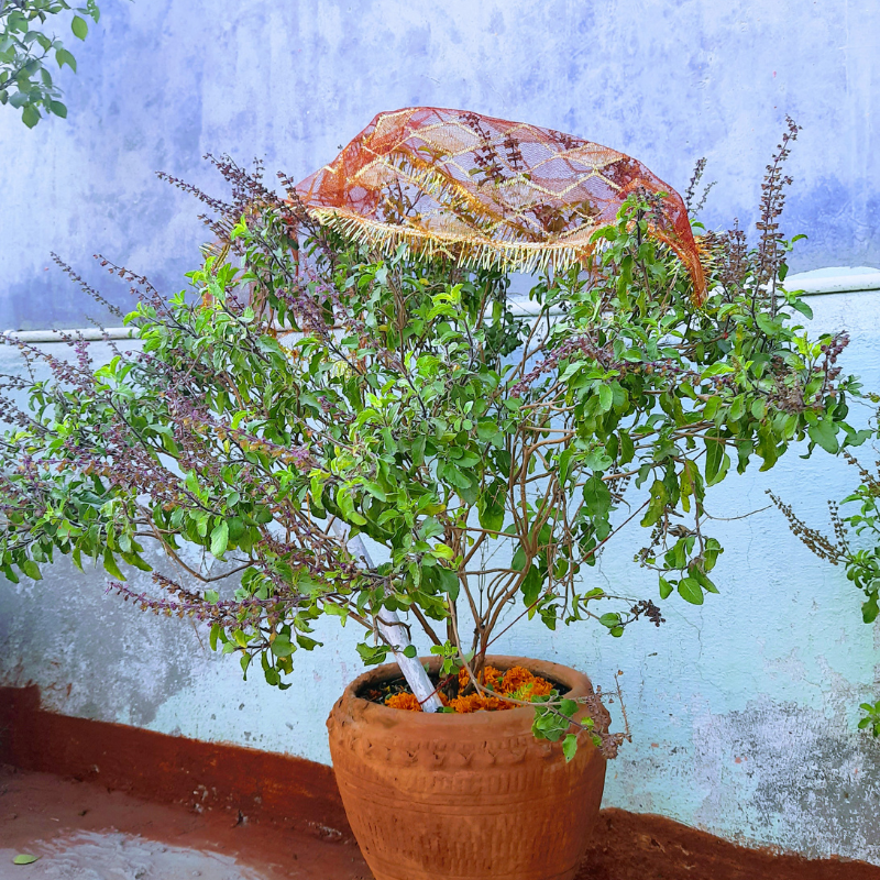 Krishna Tulsi Black, Ocimum tenuiflorum seeds - 1000